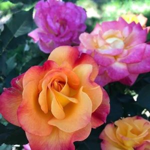 Meet your Posher, Mary jane